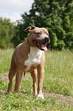 AMSTAFF ADULT 472